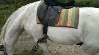 Saddle pad in use