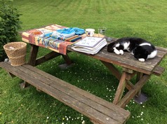 Working outside with Benson.  Oh to be a cat!